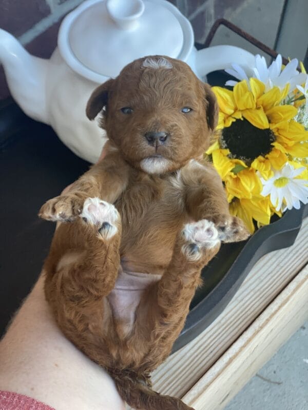 Pluto - Teacup Goldendoodle Boy - Image 9