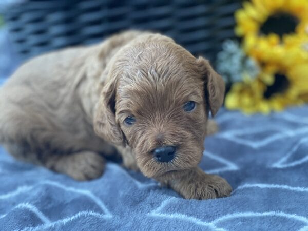 Hefty - Teacup Cavapoo Boy - Image 7