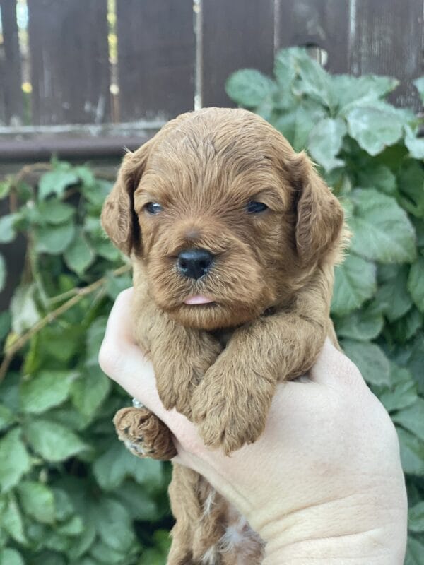 Hefty - Teacup Cavapoo Boy - Image 8