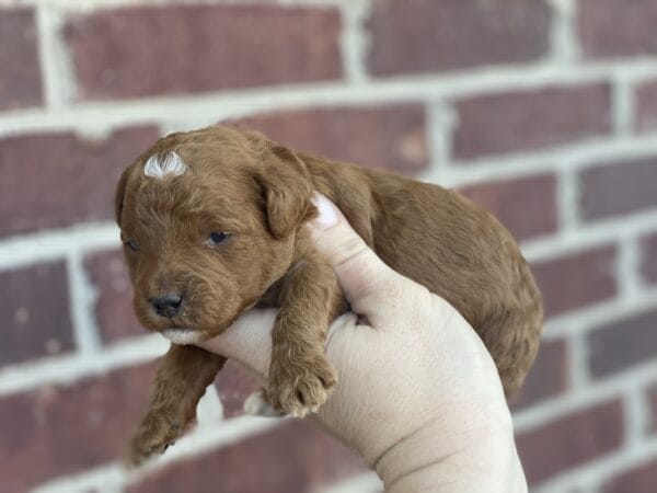 Pluto - Teacup Goldendoodle Boy - Image 10