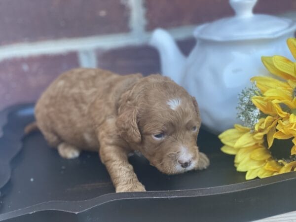 Mickey - Teacup Goldendoodle Boy - Image 5