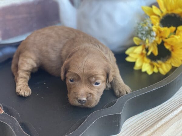 Max - Teacup Goldendoodle Boy - Image 6