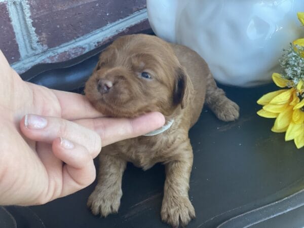 Max - Teacup Goldendoodle Boy - Image 7