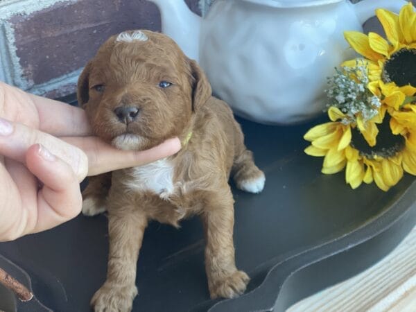 Pluto - Teacup Goldendoodle Boy - Image 8