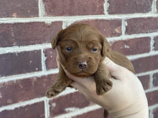 Max - Teacup Goldendoodle Boy - Image 8