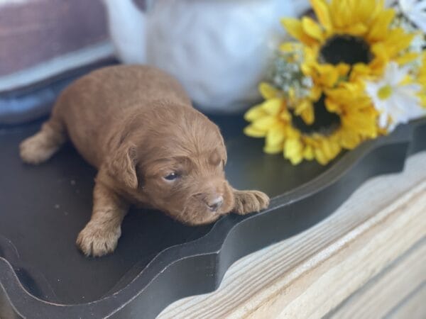 Max - Teacup Goldendoodle Boy - Image 9