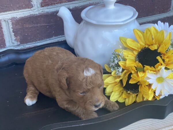 Pluto - Teacup Goldendoodle Boy - Image 6