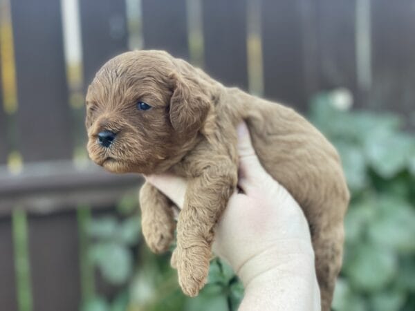 Hefty - Teacup Cavapoo Boy - Image 6