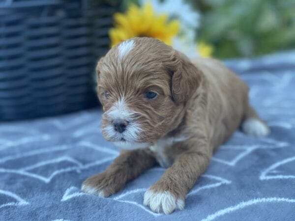 Smarty - Teacup Cavapoo Boy - Image 6