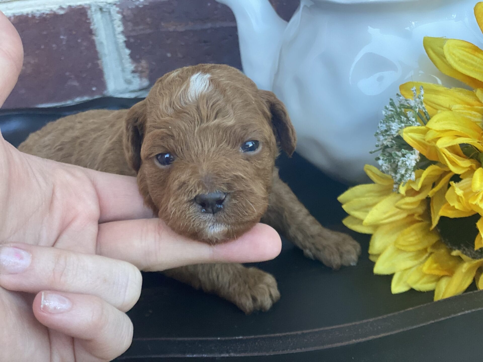 Goofy - Teacup Goldendoodle Boy - Image 7