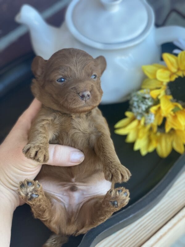 Max - Teacup Goldendoodle Boy - Image 10