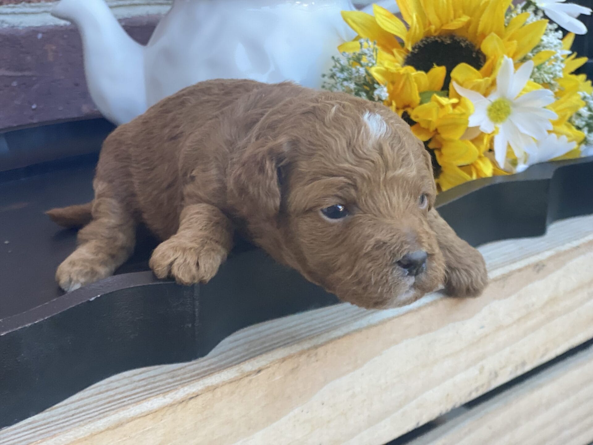 Goofy - Teacup Goldendoodle Boy - Image 5