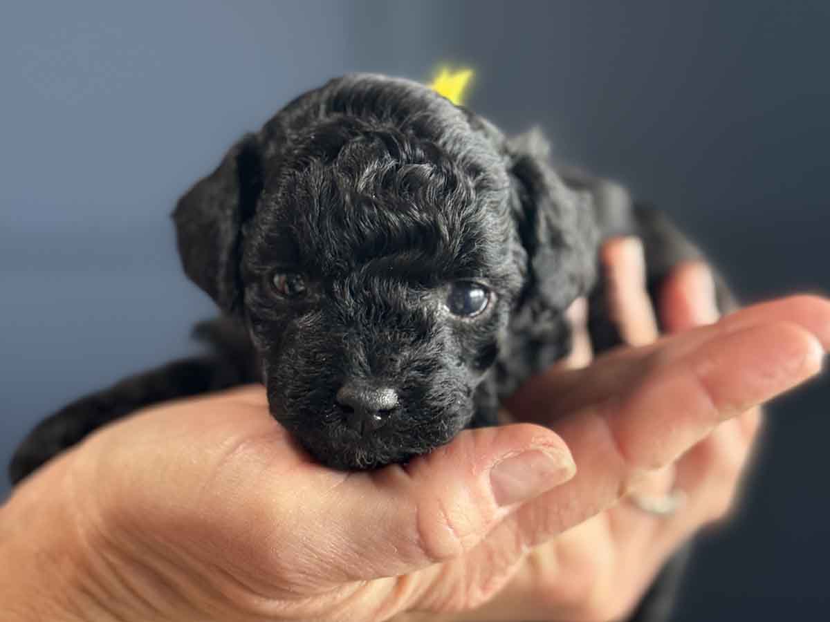 Belle - Micro Labradoodle Girl - Image 7