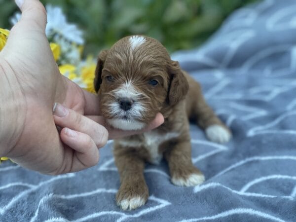 Smarty - Teacup Cavapoo Boy - Image 7