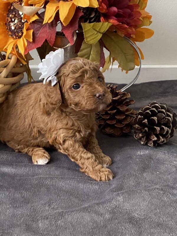 Daisy - Teacup Goldendoodle Girl - Image 13