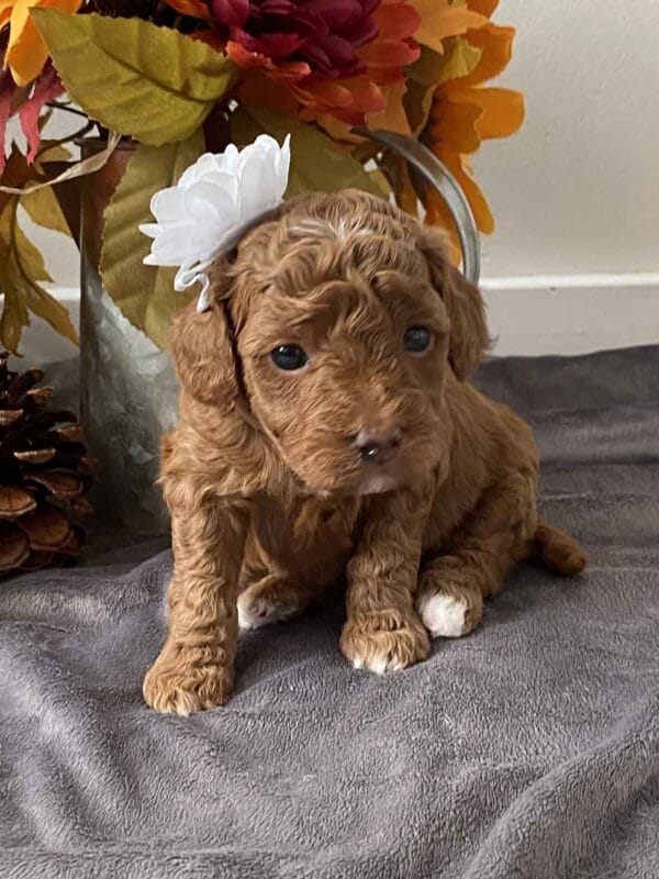 Daisy - Teacup Goldendoodle Girl - Image 12