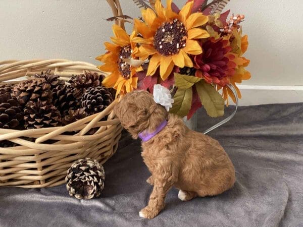 Daisy - Teacup Goldendoodle Girl - Image 10