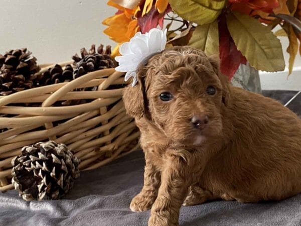 Daisy - Teacup Goldendoodle Girl - Image 9