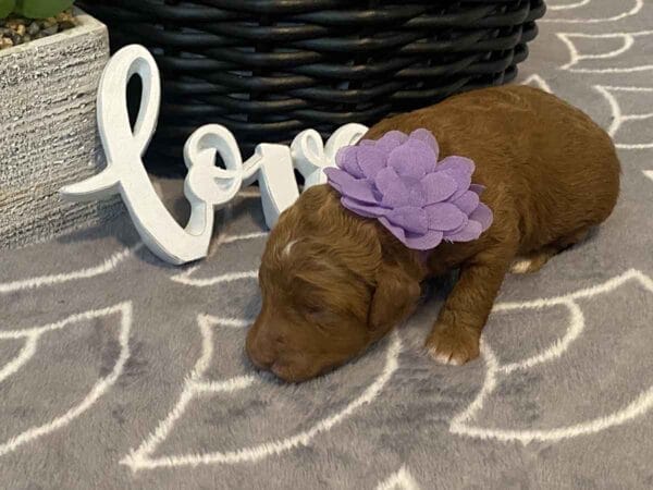 Daisy - Teacup Goldendoodle Girl - Image 3