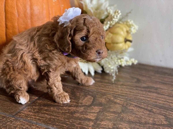 Daisy - Teacup Goldendoodle Girl - Image 14