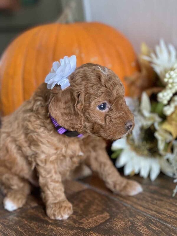 Daisy - Teacup Goldendoodle Girl - Image 19