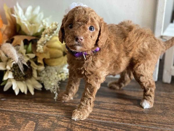 Daisy - Teacup Goldendoodle Girl - Image 18