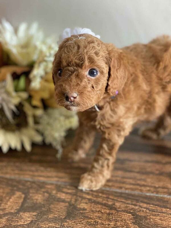 Daisy - Teacup Goldendoodle Girl - Image 17