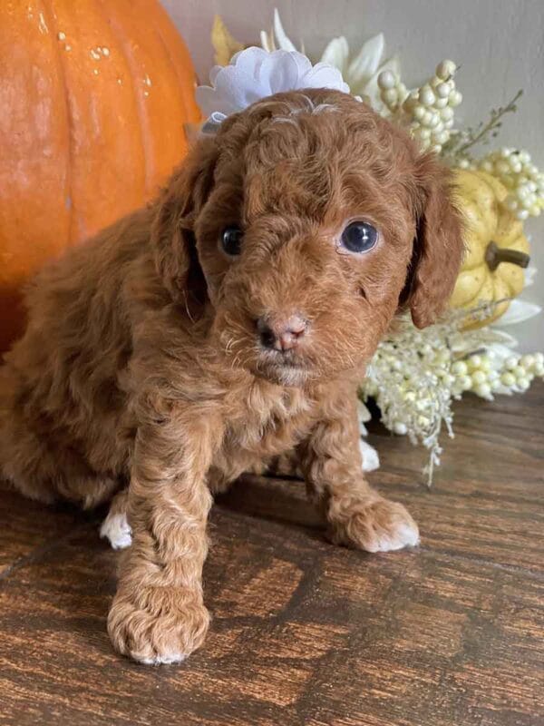 Daisy - Teacup Goldendoodle Girl - Image 16