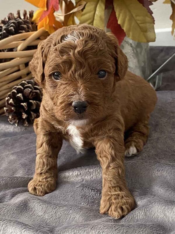 Donald - Teacup Goldendoodle Boy - Image 4