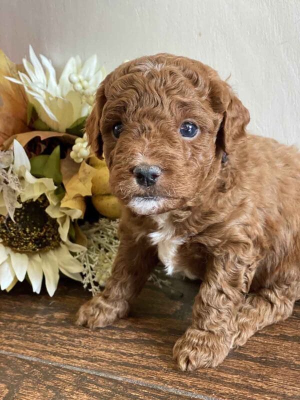 Donald - Teacup Goldendoodle Boy - Image 11