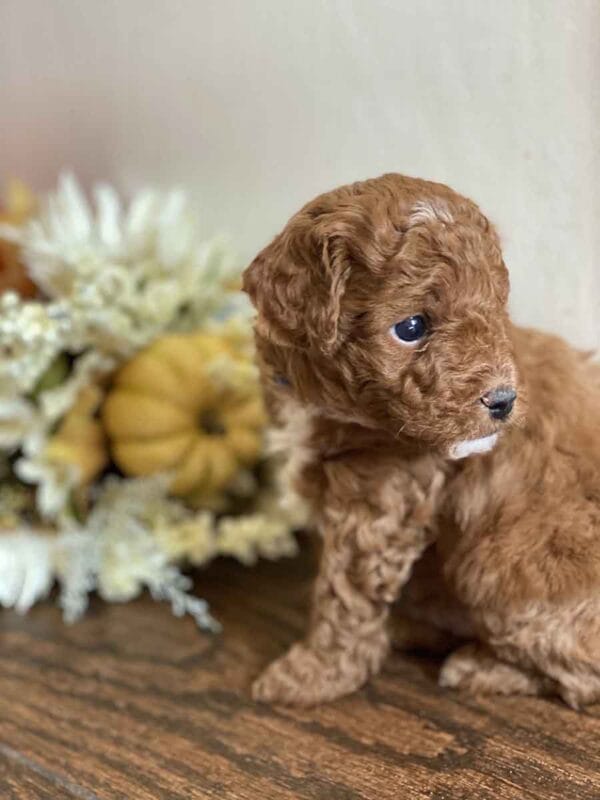 Donald - Teacup Goldendoodle Boy - Image 9