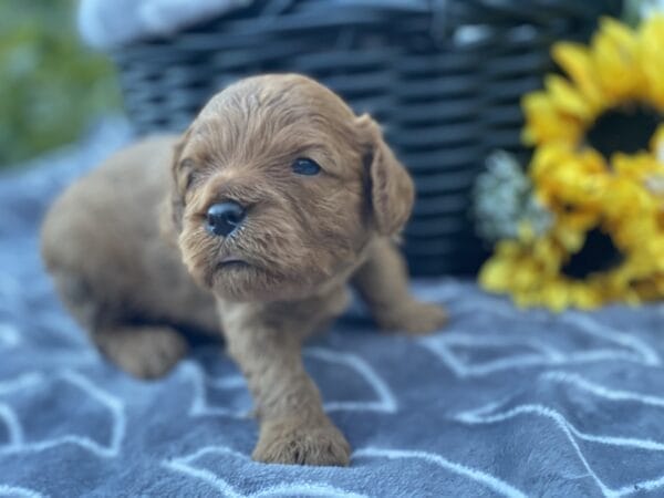 Hefty - Teacup Cavapoo Boy - Image 5