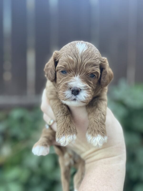 Smarty - Teacup Cavapoo Boy - Image 5