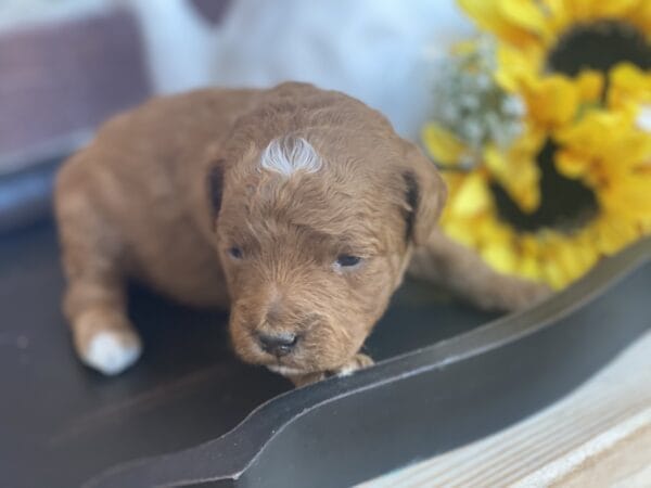 Pluto - Teacup Goldendoodle Boy - Image 7