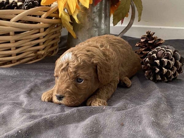 Goofy - Teacup Goldendoodle Boy - Image 8