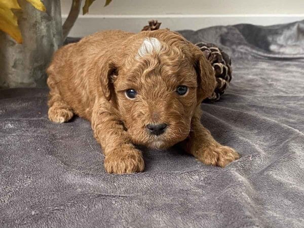 Goofy - Teacup Goldendoodle Boy - Image 13