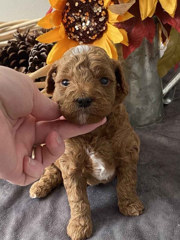 Goofy - Teacup Goldendoodle Boy - Image 12