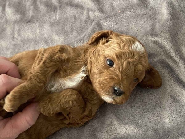 Goofy - Teacup Goldendoodle Boy - Image 11