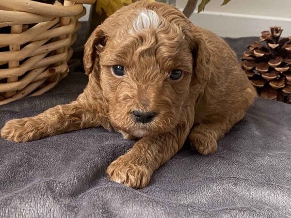 Goofy - Teacup Goldendoodle Boy - Image 10