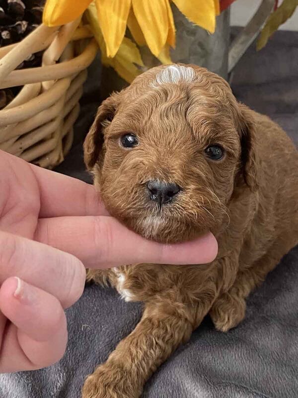 Goofy - Teacup Goldendoodle Boy - Image 9