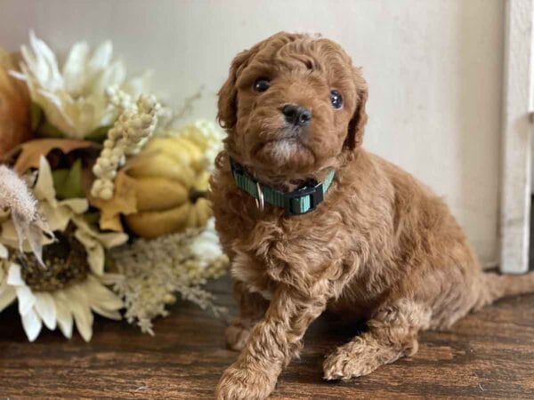 Goofy - Teacup Goldendoodle Boy - Image 19