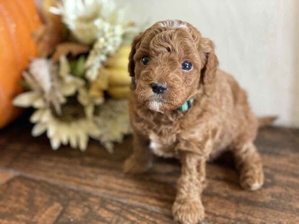 Goofy - Teacup Goldendoodle Boy - Image 18