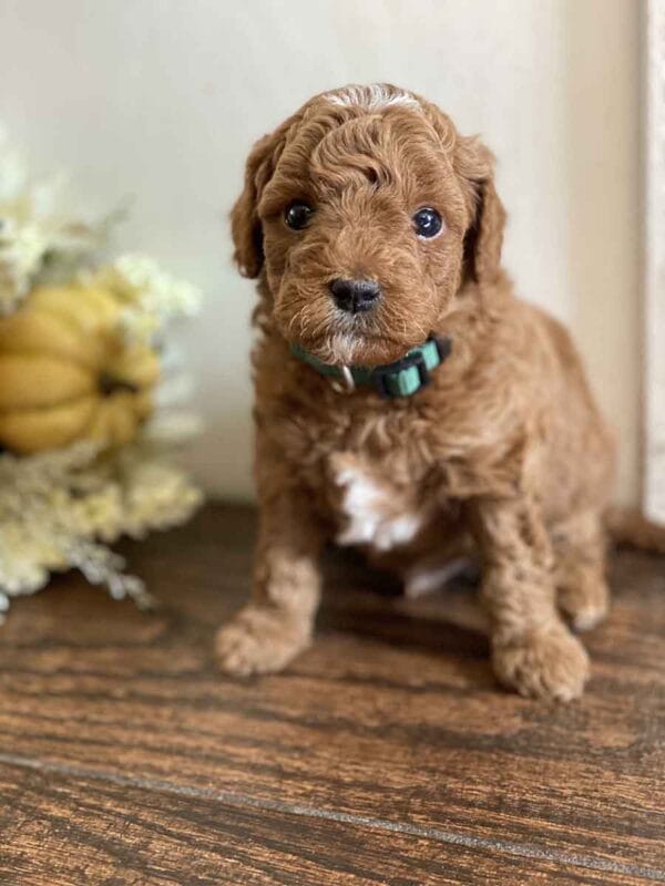 Goofy - Teacup Goldendoodle Boy - Image 17