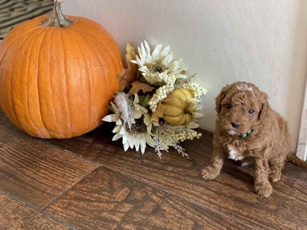 Goofy - Teacup Goldendoodle Boy - Image 16