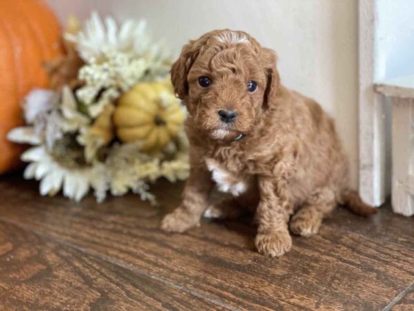 Goofy - Teacup Goldendoodle Boy - Image 15
