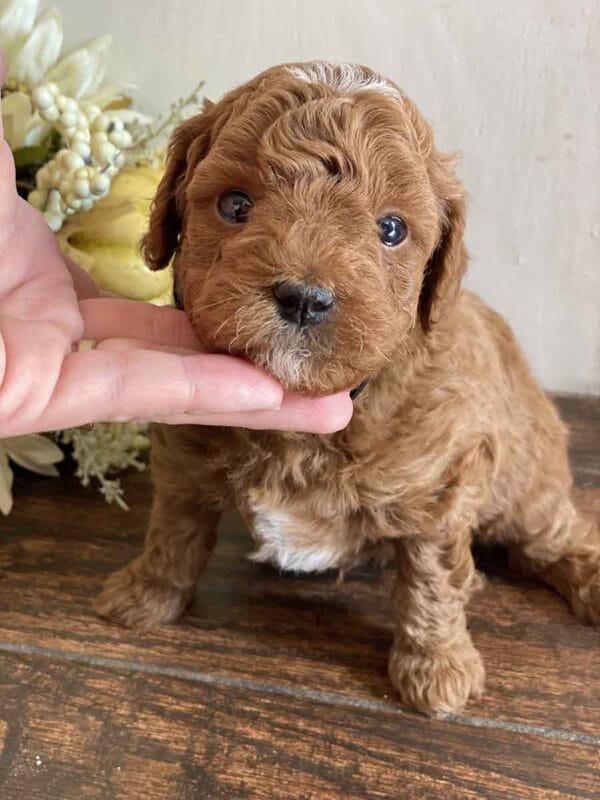 Goofy - Teacup Goldendoodle Boy - Image 14