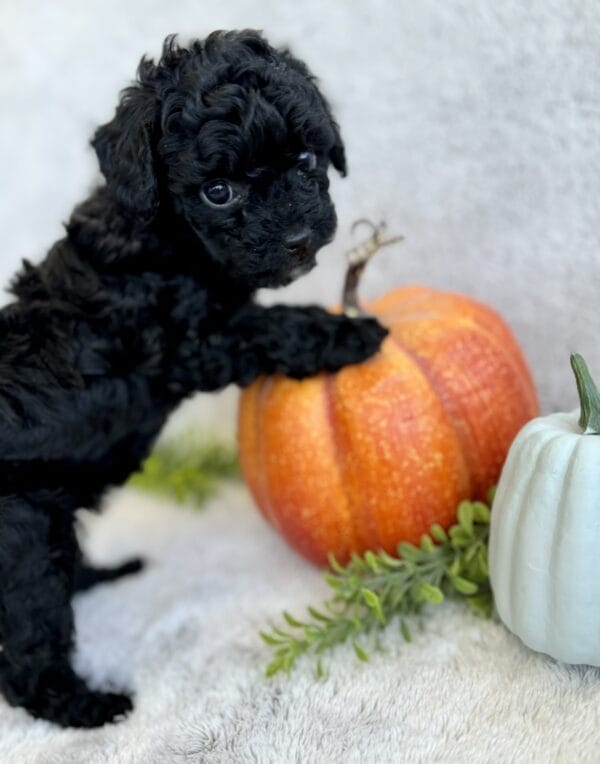 Belle - Micro Labradoodle Girl - Image 9