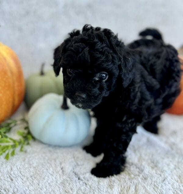 Belle - Micro Labradoodle Girl - Image 8