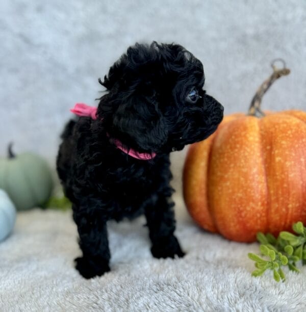 Pixie - Micro Labradoodle Girl - Image 12