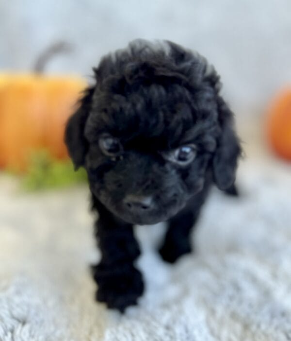 Pixie - Micro Labradoodle Girl - Image 14